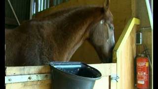 GPTV Bejaardenhuis voor paarden in Beetgumermolen [upl. by Royce402]