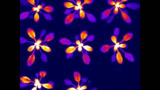 Clock activity in Arabidopsis as visualised by a Clock gene fussed to the Firefly Luciferase gene [upl. by Marita]