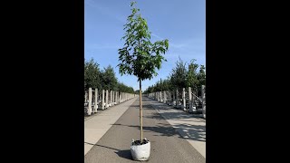 Amberbaum  Liquidambar styraciflua Stared [upl. by Ntisuj]