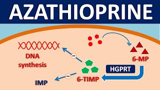 Azathioprine imuran  Mechanism side effects precautions amp uses [upl. by Hgieleak]