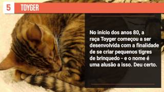 8 raças de gatos com características fora do comum  Superlistas [upl. by Toscano]