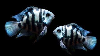 3 Minutes Cichlid Fish Breeding  Blue Parrot Fish Breeding [upl. by Bohs]