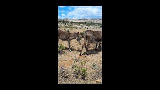 Donkey funny videos [upl. by Lebasiairam468]