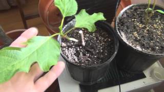 Growing Babaco and figs and citrus update 2013 [upl. by Nnylyahs364]