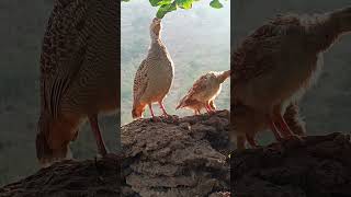 teetar ki bacche shorts shortvideo short shortsvideo shortsviral shots shortvideos [upl. by Borden]