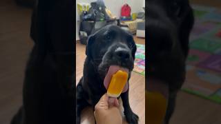 My Dog Loves ICE CREAM During Summers doglover trending dogshorts [upl. by Issiah]