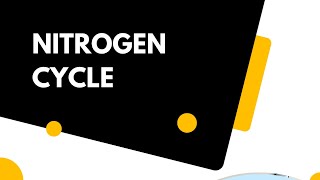 Nitrogen cycle 2nd year biology mdcatbiology environment [upl. by Nassi899]