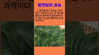 들깻잎의 효능 들깻잎 깻잎 깻잎효능 건강정보 건강식품 100세건강 [upl. by Buna]