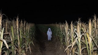 3 Creepy TRUE Cornfield Horror Stories V2 [upl. by Naivad]