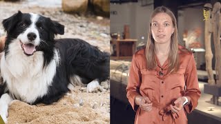 Epilepsie bij honden zit de oplossing in de darmen [upl. by Retlaw843]