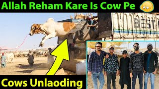 Cow mandi 2024  Allah Reham kare is cow pe 🤲😭  Vlog  Sonu Here  Part 3 [upl. by Anilram380]