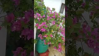 My strength my garden sucess maintanance mygreengarden mygreenshortsvideo [upl. by Esenwahs817]