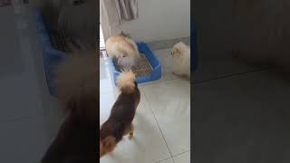 Pomchi dialy life smartpet cutechihuahua pomeranian [upl. by Nauqyt651]