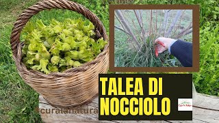 NOCCIOLE  Talea di NOCCIOLO Metodo per la moltiplicazione dell albero di nocciolo Gratis [upl. by Enaffit]