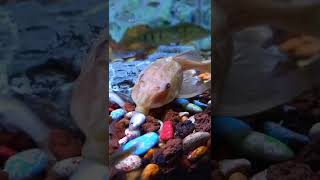 Hypostomus plecostomus albino  oh begini cara kerja ikan sapu² sehingga selalu buat aquarium bersih [upl. by Ahsinauq117]