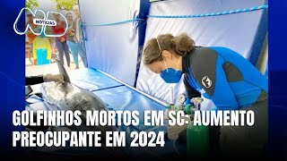 Aumento no número de golfinhos mortos em SC em 2024 [upl. by Ynor238]