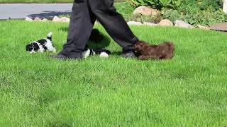 Shih Poo Puppies For Sale [upl. by Jamesy]