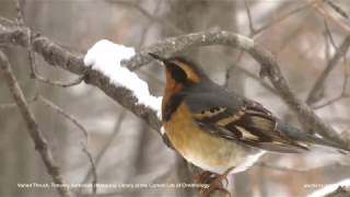 Varied Thrush [upl. by Vaughn36]