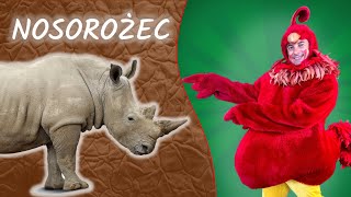 Nosorożec Kogut Rubin odwiedza nosorożca w ogrodzie zoologicznym  Kogut Rubin w ZOO [upl. by Ardnalac749]