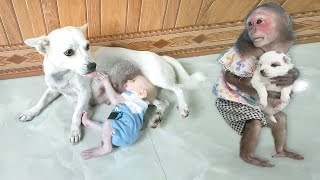 Super cute Baby monkey Su MiMi and mother dog  full version [upl. by Ardiekal605]