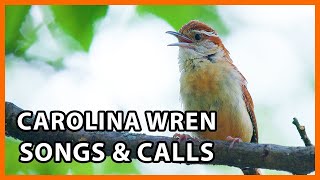 6 Carolina Wren Songs and Calls [upl. by Amlus]