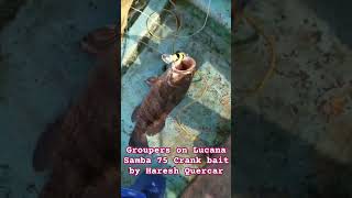 Groupers on Lucana Samba 75 Crank bait by Haresh Quercar Ashwini Fishing Solutions Margao Goa [upl. by Farlie]