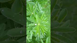 Lupin Genus Lupinus in PeaLegume Family Fabaceae  Observed in Description [upl. by Winer]