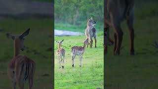 Impala at Kruger National Park South Africa [upl. by Ariahs]