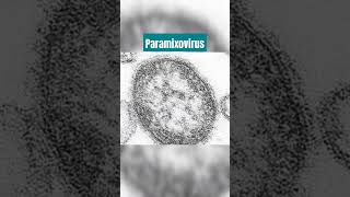 Paramixovirus agente causal de la parotiditis [upl. by Ronny]