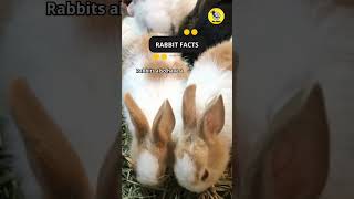 Rabbit Facts shorts facts rabbit [upl. by Harshman]