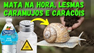 VEJA O RESULTADO MATA NA HORA INSETICIDA NATURAL CONTRA LESMAS CARAMUJOS E CARACÓIS [upl. by Norven213]