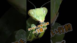 可愛さも昆虫界最強！？カマキリの可愛い行動3選 カマキリ オリジナルグッズ販売中 insects [upl. by Nylirak]