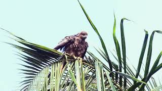 Bird Call  Blackeared kite [upl. by Hooge]