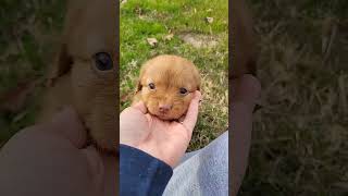 Nova Scotia Duck Tolling Retriever Puppy Miss J1 [upl. by Chisholm234]