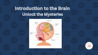 Understanding the Brain Intro to Brain Anatomy  Power of Mind [upl. by Jarv]