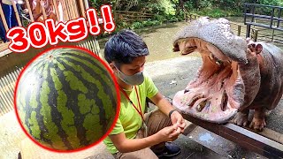 カバのジャンボスイカ2021 Hippo eat huge watermelon [upl. by Ezalb650]