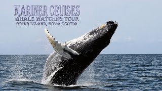 Discovering Nova Scotia  Brier Island Whale Watching Tour  Mariner Cruises [upl. by Ynnal484]