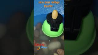 चंदन कलर नर्मदेश्वर शिवलिंगshivling kya haishivling ghar me rakhna chahiye ki nahishortsvideo [upl. by Fredkin]