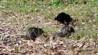 【野鳥】カモ 佐鳴湖 duck【birdwatching】 [upl. by Dnalevets621]