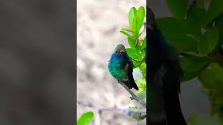 Broadbilled Hummingbird Vocalizing Madera Canyon birds nature wildlife hummingbird [upl. by Seiden807]