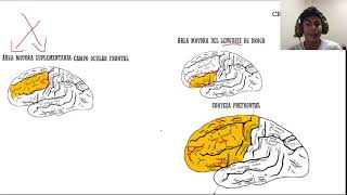 LOBULOS DEL CEREBRO SNELL [upl. by Marvella79]