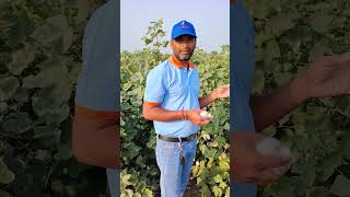 Excellent Cotton performance in Gujarat by MaXXgene Cotton hybrid seeds  2024 [upl. by Farmann]