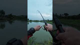 Luring Barramundi With My New Popper [upl. by Nagol]