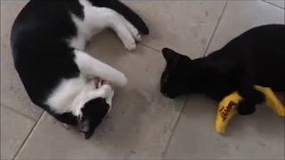 Alfie amp Charlie Enjoy Yeowww Catnip Toys [upl. by Otirecul]