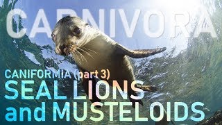 CARNIVORA III  Caniformia part3  Sea lions and Musteloids 🦡 [upl. by Ayikan]