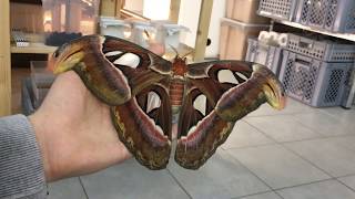 The biggest Moth in the World [upl. by Oibirot]