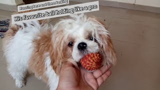 shih tzu puppy shih tzu barking [upl. by Elena]