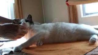 Applying Home Remedy for Cat with Demodectic Mange Using Apple Cider Vinegar Aloe Vera Gel Plus [upl. by Sadnak122]