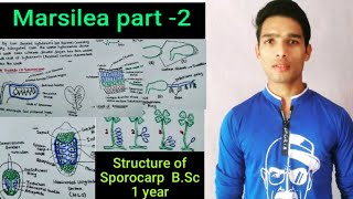 Structure of Marsilea Sporocarp  External and internal morphology [upl. by Eatnahs483]