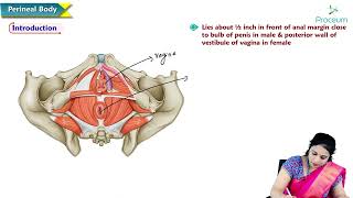 4 Perineal Body of Pelvis  Anatomy of Pelvis  MBBS Lecture [upl. by Ecyaj700]